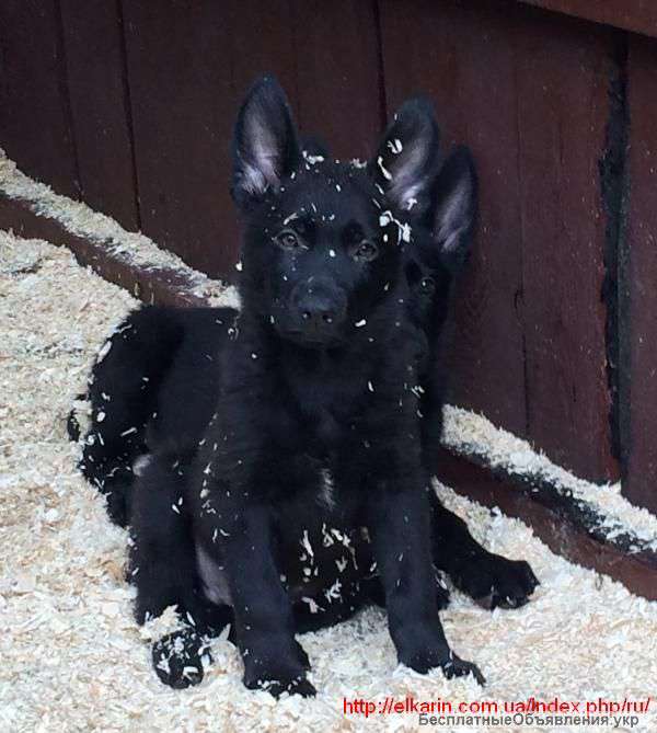 Фото Рабочих Немецких Овчарок